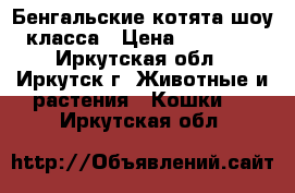 Бенгальские котята шоу класса › Цена ­ 30 000 - Иркутская обл., Иркутск г. Животные и растения » Кошки   . Иркутская обл.